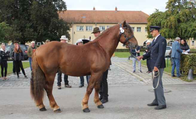 Cedrik po 2953 Regent
BYL VYBRÁN DO 60TI DENNÍHO TESTU