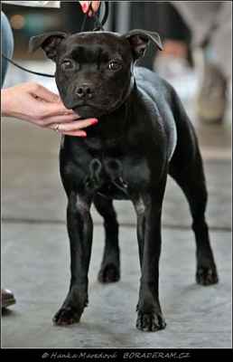 Freeze in Motion Magicblack (Great Gatsby Bullparraben X J´Adore Magicblack of Bully Botts) - Feny - dolrost - VN