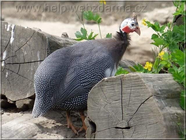 perlicka