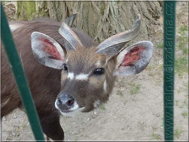 sitatunga