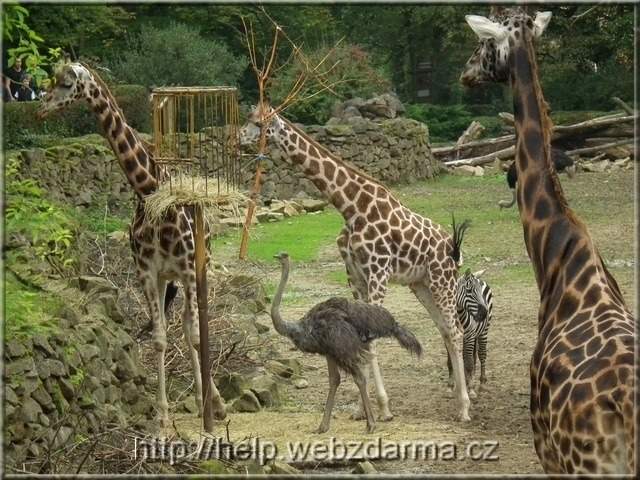 afrika
