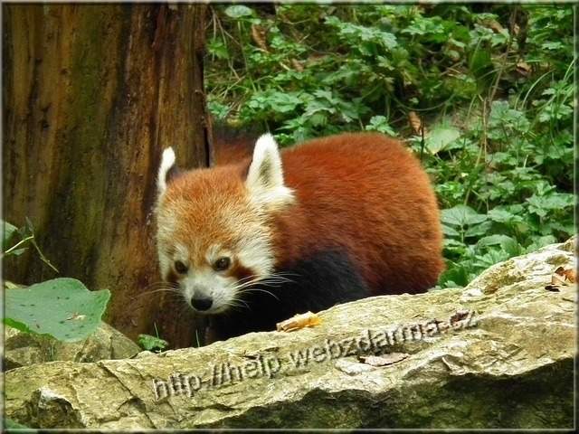 panda