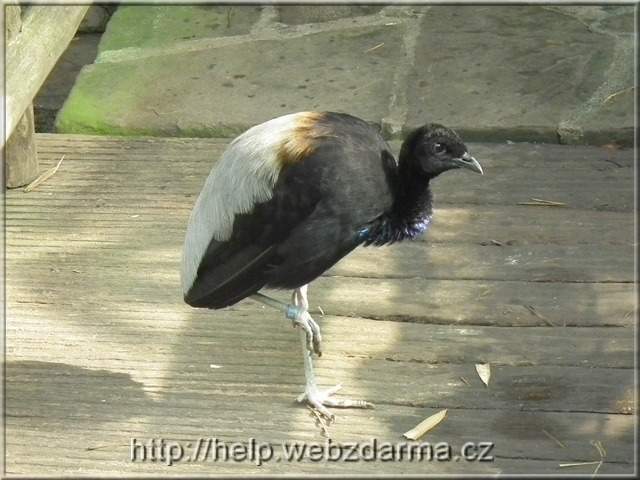 vtak1
