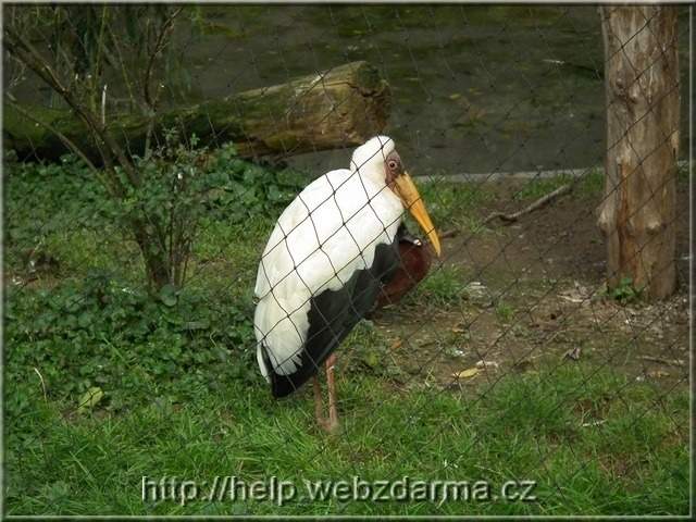 vtak5