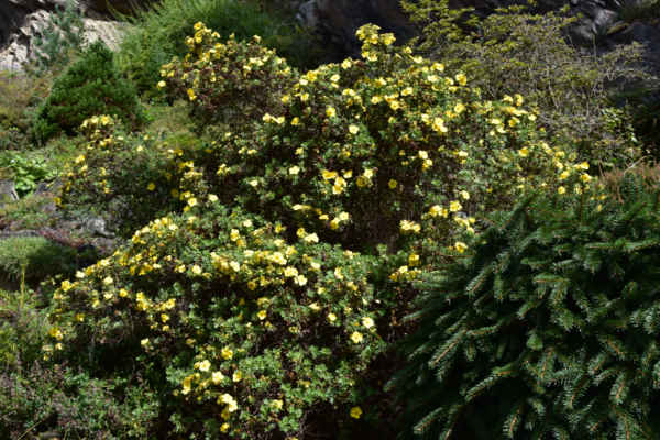 Pohoda v průhonickém parku a Ladovy Hrusice - Mochnovec křovitý je opadavý keř, průměrně okolo 1 metru vysoký, kvetoucí v letních měsících žlutými květy. Tato rostlina, dlouhodobě známa pod vědeckým jménem mochna křovitá, byla na základě podstatně odlišných morfologických i molekulárních znaků přeřazena pod jménem mochnovec křovitý do nového rodu mochnovec.