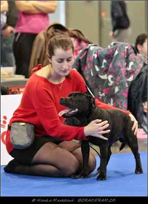 Apollo Creed Moravia Dragon (Adwin Star Sallystaff X Bushy-Tailed Ambassador Sun) - Psi - dorost - VN2