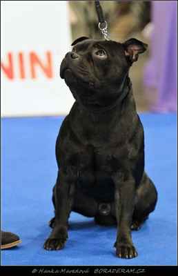 Black Jack Bohemia Artemis (Enrique Wizard Bull X Midnight Rubicon Moravia Lord) - Psi - třída mladých - V4