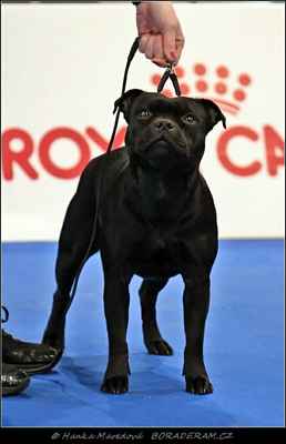 Chupacabra Wizard Bull (Union Jack Macy Gray X Emotion Wizard Bull) - CACIB, BOS