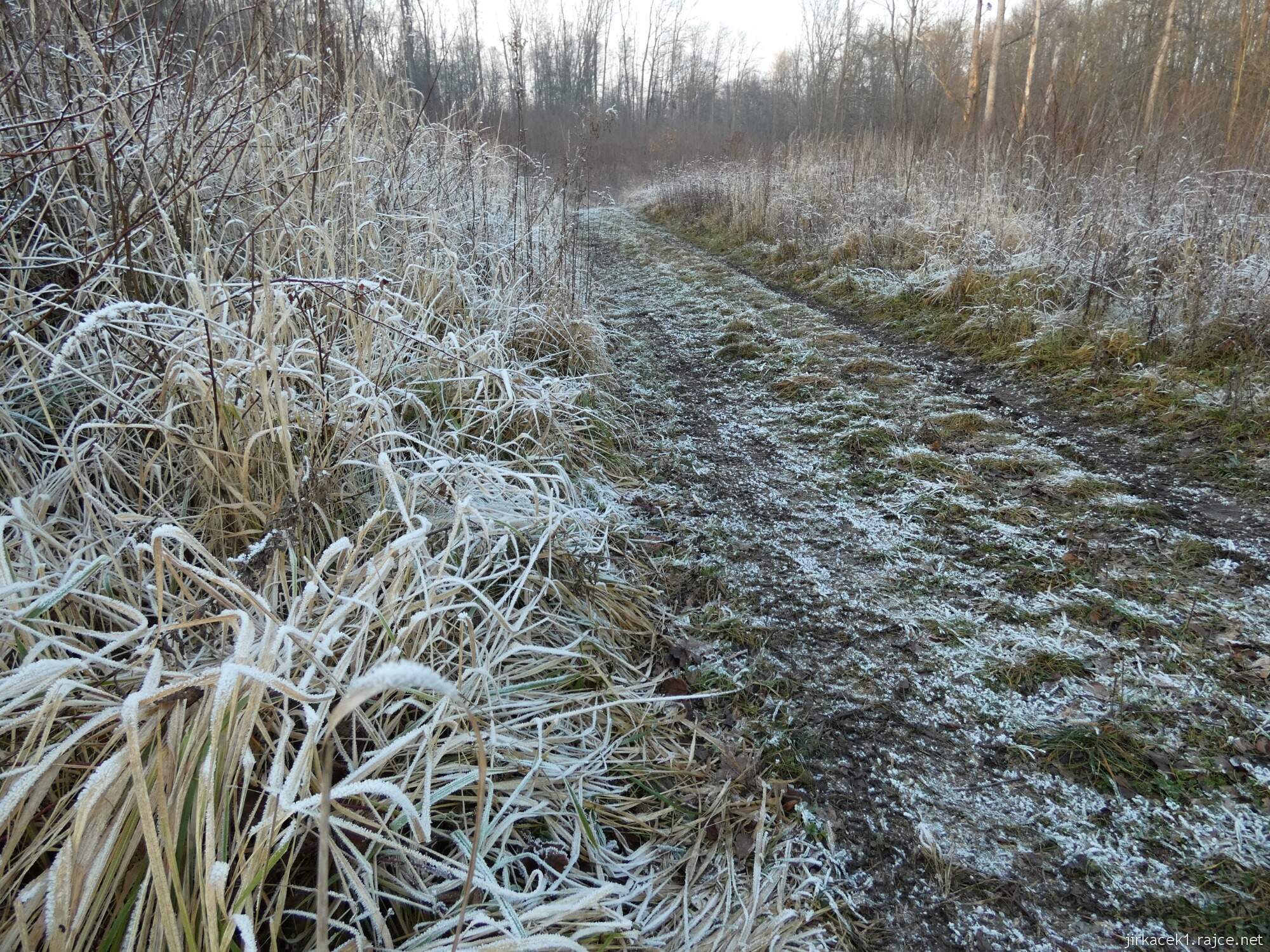 Choryně - naučná stezka Choryňská stráž 16 - cesta mezi 1. a 7. zastavením - zmrzlá tráva u cesty podél lesa