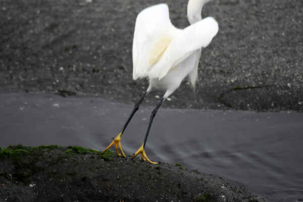 3.den: Ráno na pláži v Paracas - Volavka bělostná dorůstá délky 56 až 66 cm... ale když se postaví na špičky...