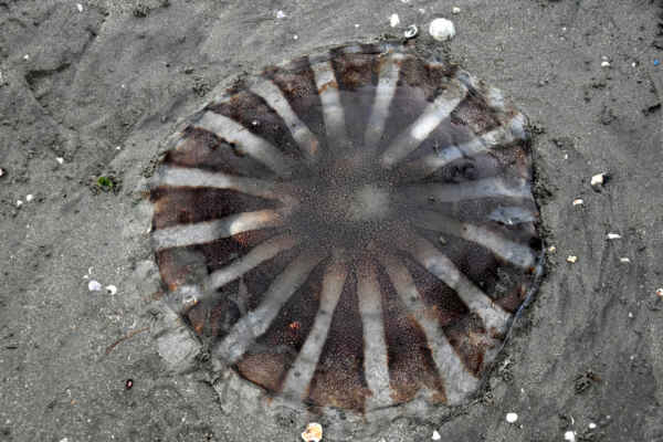 3.den: Ráno na pláži v Paracas - Atraktivní medúza talířovka kompasová, která dostala název podle typické kresby zvonu, který dosahuje až 20 cm v průměru. Na pláži neublíží, ale setkání s ní ve vodě může způsobit bolestivé a dlouhotrvající šrámy.