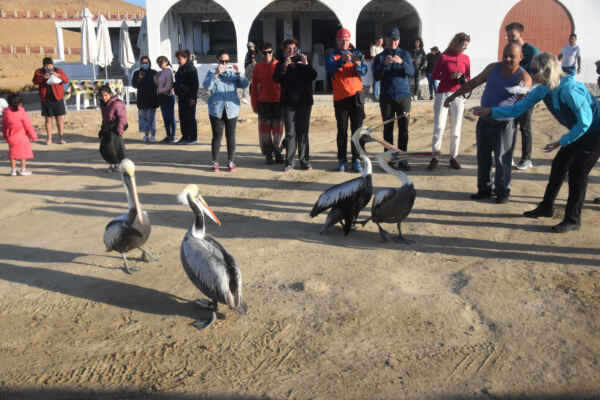 2.den. Paracas - Tady je o zábavu postaráno. My máme hezké fotky a pelikáni alespoň trochu plné žaludky.