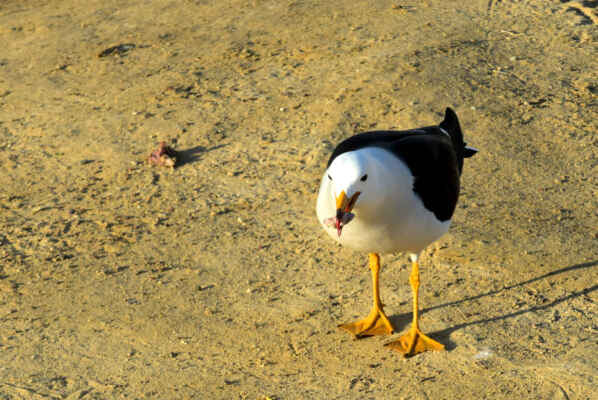 2.den. Paracas - Tak přeci něco do zobáku, co nestihli pelikáni.