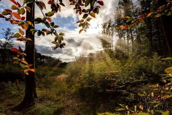 Na následujících snímcích je zachycena podzimní proměna lesa. U každého obrázku je datum vyfocení, zde 19.9.2021