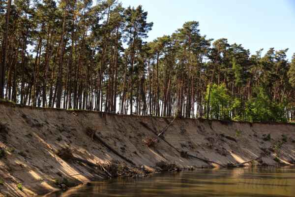 Výšku si můžete porovnat s osobami na vrcholu stěny. Jak řeka postupně odplavuje písek, stromy padají dolů. Na písku rostou borové lesy. Mají svou přirozenou vůni, intenzivnější než lesy smrkové nebo listnaté.